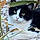 Chat Libre