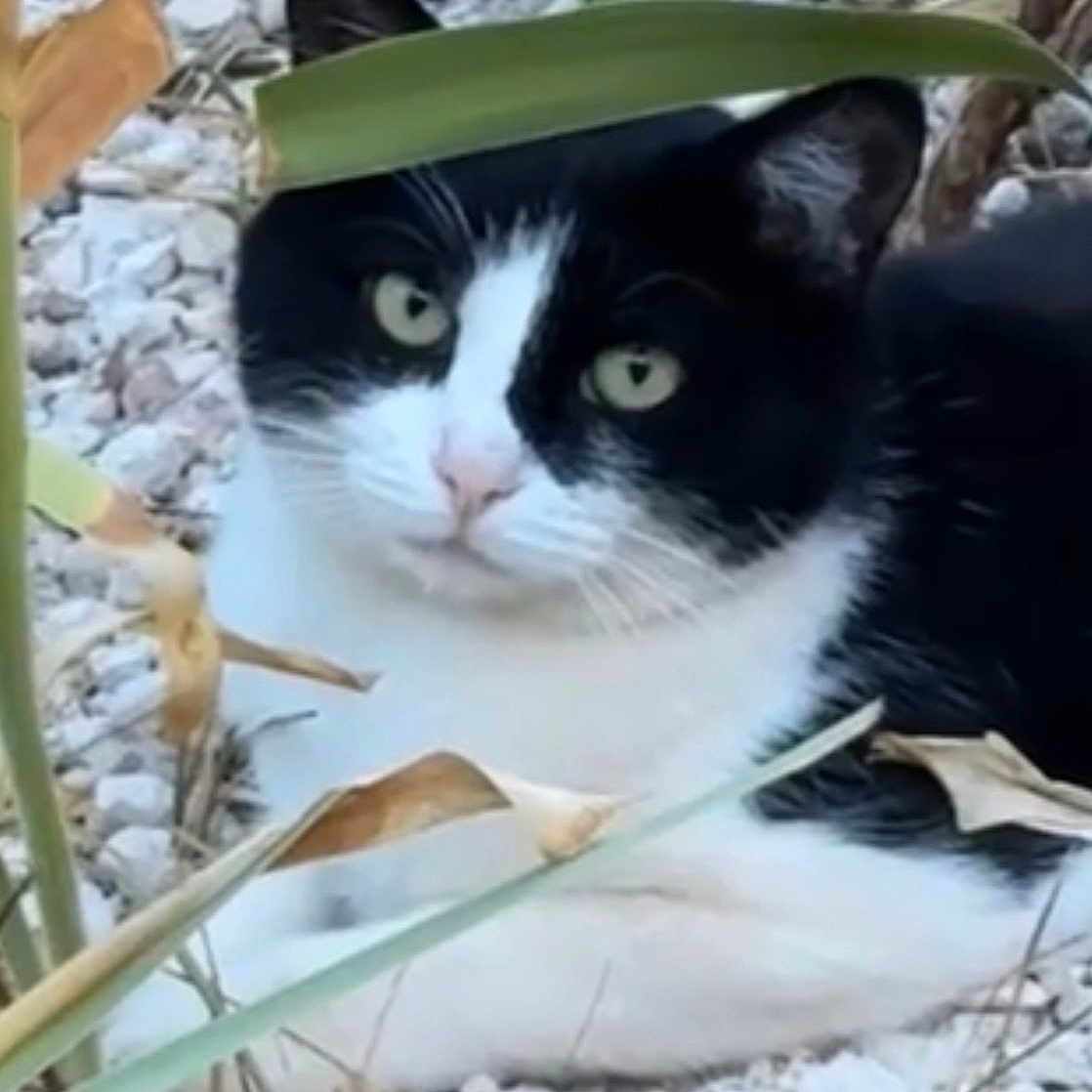 Chat Libre