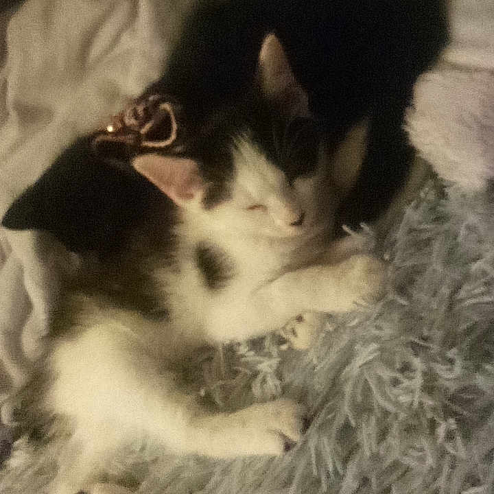 Duke is registered to the contest to win money with this photo: animal, black, blanket, cat, closeup, comfort, cozy, cute, feline, fur, indoor, kitten, nap, pet, relaxation, rest, sleeping, soft, texture, white