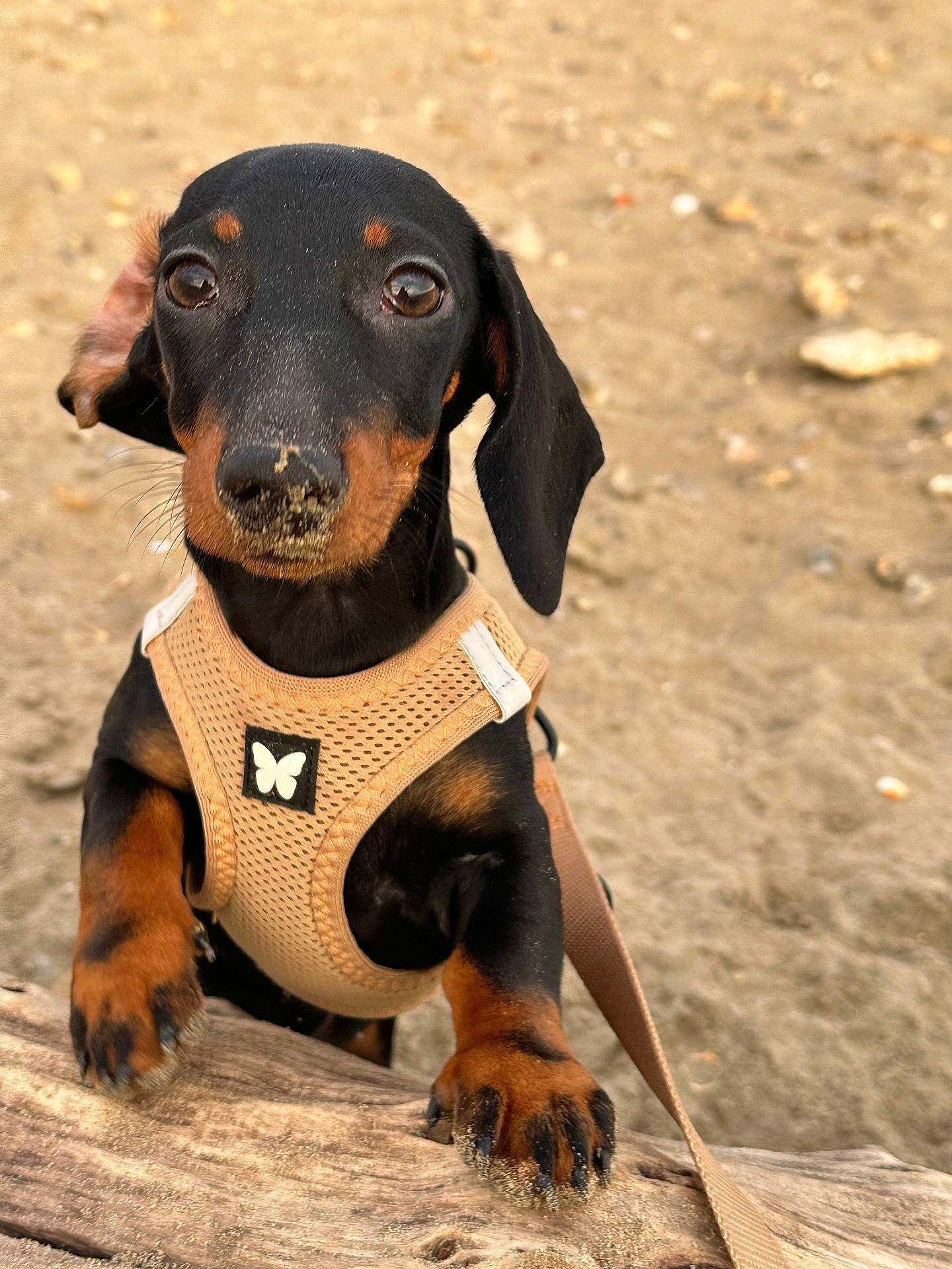 Ushka a rejoint le concours — aidez-le/la à gagner de superbes lots ! accessories, animal, ball, beagle, canine, clothing, collar, costume, dog, football, harness, hound, leash, person, pet, policedog, puppy, snout, strap, whitedog