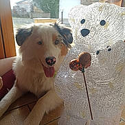 Alma participe au concours pour gagner de l'argent avec cette photo : background, black_ears, closeup, companion, decorative_bear, dog, furry, glass_bear, house, indoor, ornaments, pet, playful, relaxing, shiny, sunlight, tile_floor, tongue_out, white_fur, window