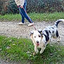 Alma participe au concours pour gagner de l'argent avec cette photo : dog, leash, person, walking, path, grass, outdoor, nature, greenery, casual_clothing, shoes, sidewalk, daylight, pet, animal, happy, movement, fur, canine, blur