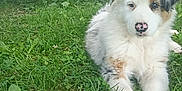 Alma participe au concours pour gagner de l'argent avec cette photo : puppy, dog, grass, outdoor, pet, canine, young, fur, nose, animal, nature, laying, greenery, cute, portrait, mammal, eyes, relaxed, fluffy, summer