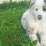 puppy, dog, grass, outdoor, pet, canine, young, fur, nose, animal, nature, laying, greenery, cute, portrait, mammal, eyes, relaxed, fluffy, summer