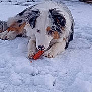 Alma participe au concours pour gagner de l'argent avec cette photo : animal, black, brown, canine, carrot, chewing, cold, dog, ears, fur, laying_down, nature, outdoor, pet, playful, snout, snow, tricolor, white, winter