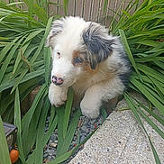 Alma participe au concours pour gagner de l'argent avec cette photo : puppy, dog, young_dog, fur, white_fur, black_fur, brown_fur, garden, green_leaves, plants, outdoor, nature, curious, pet, animal, nose, paws, stone, close_up, daylight