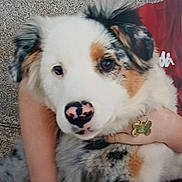 Alma a rejoint le concours — aidez-le/la à gagner de superbes lots ! animal, close_up, cute, dog, domestic, ears, fluffy, friendly, fur, hand, holding, nose, outdoor, person, pet, portrait, puppy, red_clothing, tricolor, young