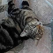 Filou a rejoint le concours — aidez-le/la à gagner de superbes lots ! cat, tabby_cat, pet, animal, feline, striped_fur, whiskers, outdoor, stone_floor, relaxed, lying_down, curious, ears, eyes, paws, texture, natural_light, close_up, domestic_animal, fur