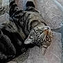 cat, tabby_cat, pet, animal, feline, striped_fur, whiskers, outdoor, stone_floor, relaxed, lying_down, curious, ears, eyes, paws, texture, natural_light, close_up, domestic_animal, fur