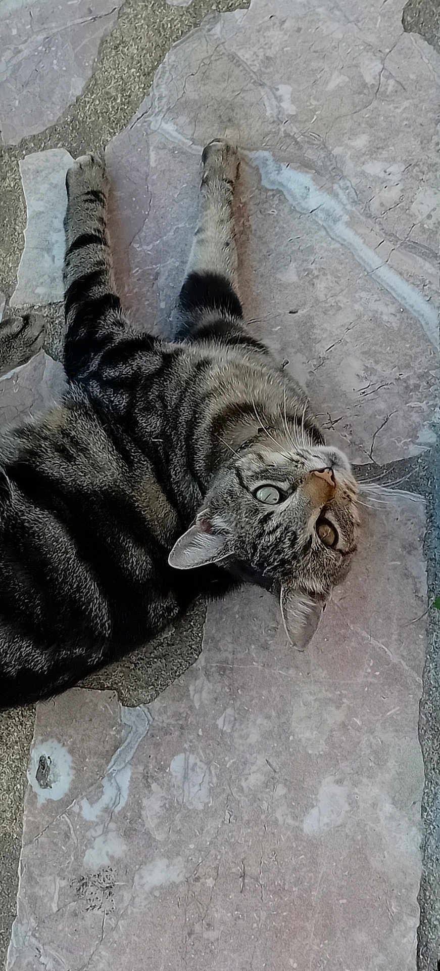 Filou