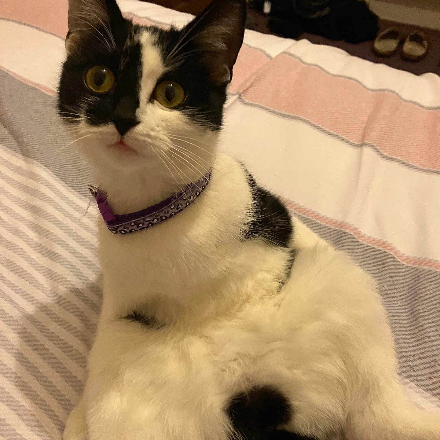 Nell is registered to the contest to win money with this photo: abyssinian, accessories, animal, bed, bedroom, blanket, cat, collar, couch, furniture, hardwood, homedecor, indoors, kitten, linen, manx, pet, siamese, strap, wood