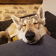 Lucifer participe au concours pour gagner de l'argent avec cette photo : dog, resting, cushion, closed_eyes, indoor, cozy, furniture, stone_wall, wooden_shelf, books, pet, sleeping, nose, ears, fur, comfortable, relaxed, closeup, portrait, home