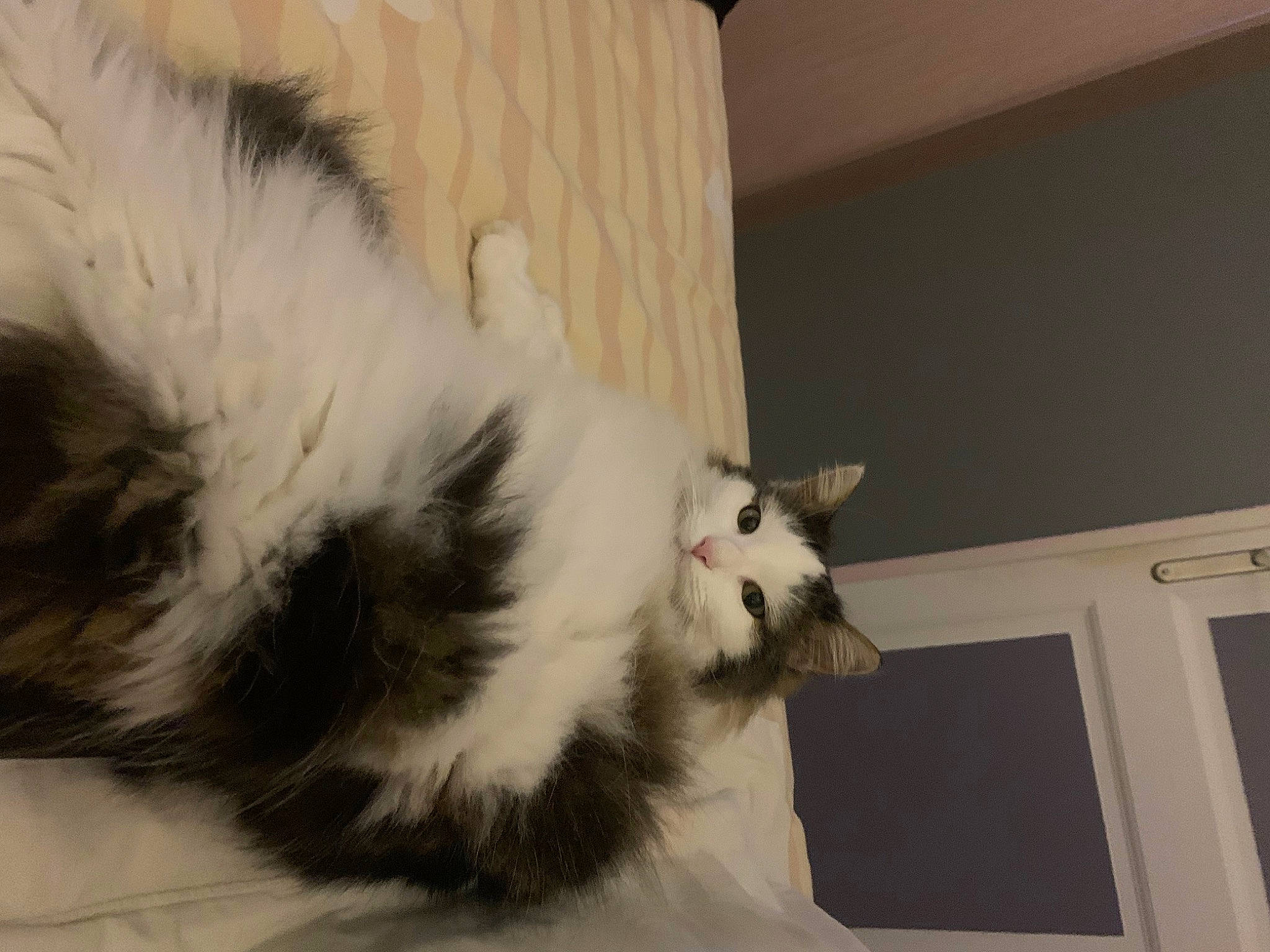 Elsa a rejoint le concours — aidez-le/la à gagner de superbes lots ! british_longhair, carnivore, cat, claw, comfort, domestic_short_haired_cat, felidae, fur, paw, small_to_medium_sized_cats, snout, tail, terrestrial_animal, whiskers, window