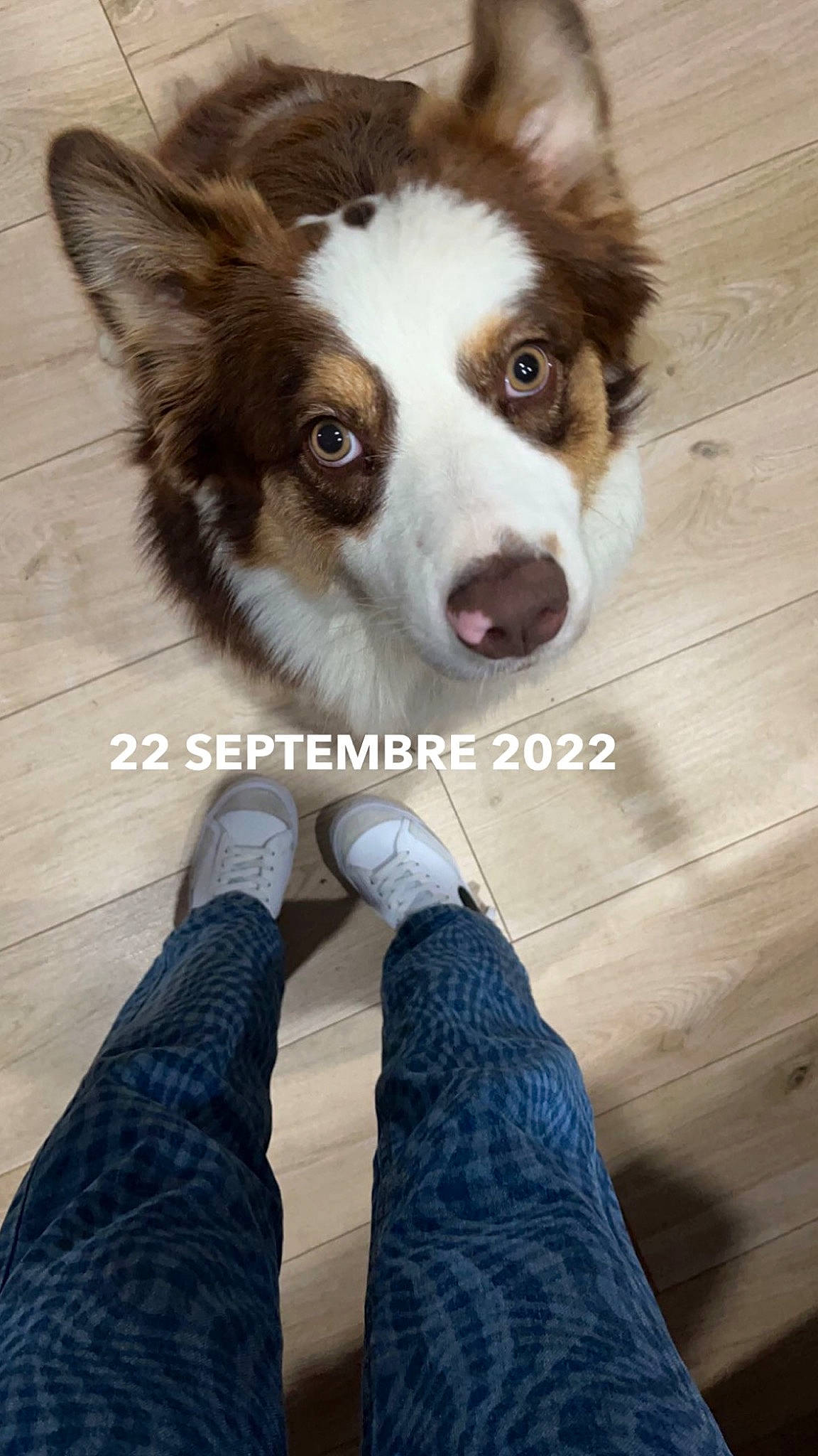 Rosie a rejoint le concours — aidez-le/la à gagner de superbes lots ! australian_shepherd, border_collie, carnivore, companion_dog, denim, dog, dog_breed, door, electric_blue, fashion_accessory, flooring, foot, fur, hardwood, herding_dog, human_leg, sock, whiskers, wood, working_animal