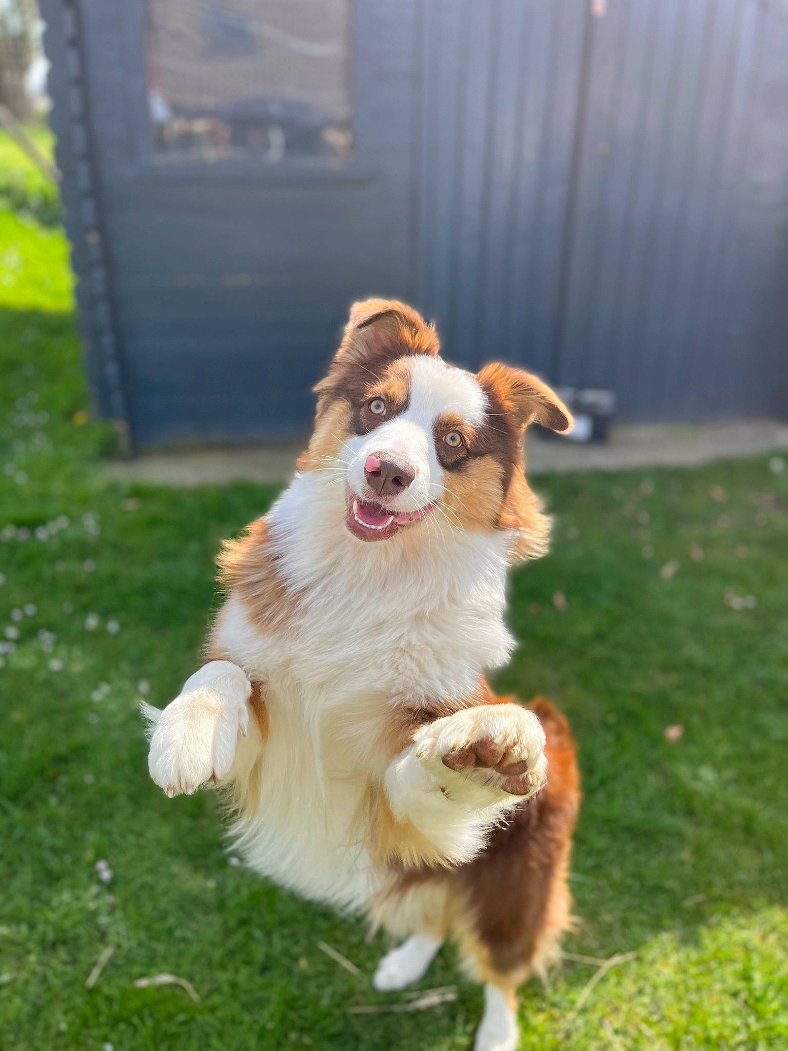 Rosie participe au concours pour gagner de l'argent avec cette photo : australian_shepherd, canidae, carnivore, chair, companion_dog, dog, dog_breed, fawn, fur, grass, gun_dog, herding_dog, liver, plant, snout, sporting_group, tail, toy_dog, whiskers, working_dog