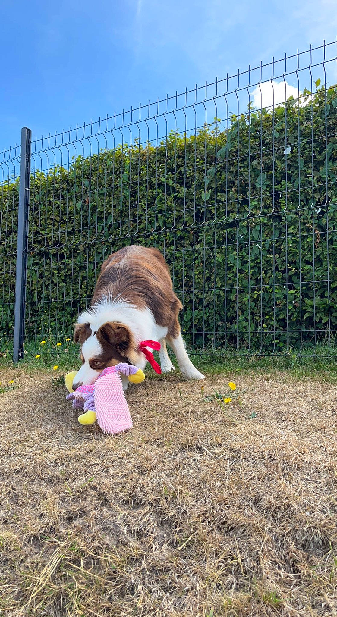Rosie participe au concours pour gagner de l'argent avec cette photo : canidae, carnivore, cloud, companion_dog, dog, dog_breed, dog_supply, fawn, fence, grass, leash, mesh, pet_supply, plant, sky, sporting_group, tail, terrier, toy_dog, wire_fencing