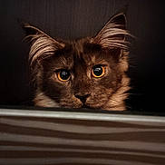 Tess a rejoint le concours — aidez-le/la à gagner de superbes lots ! cat, animal, pet, face, ears, whiskers, fur, amber_eyes, closeup, portrait, dark_background, curious, peeking, tufts, feline, mammal, looking, cute, indoor, mysterious