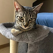Tiger is registered to the contest to win money with this photo: animal, cat, cat_tree, closeup, cozy, curious, ears, feline, fur, gray, home, indoor, looking, paw, pet, portrait, resting, soft, tabby_cat, whiskers