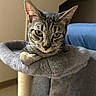 animal, cat, cat_tree, closeup, cozy, curious, ears, feline, fur, gray, home, indoor, looking, paw, pet, portrait, resting, soft, tabby_cat, whiskers