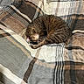 cat, tabby, sleeping, curled_up, pet, feline, fur, brown, striped, cozy, blanket, bed, plaid, indoors, nap, relaxed, cute, animal, resting, home