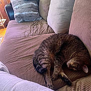 Kitty is registered to the contest to win money with this photo: cat, tabby_cat, sleeping, curled_up, relaxed, indoor, sofa, couch, cushions, home, living_room, cozy, furniture, fur, striped_fur, pet, nap, upside_down, warm_lighting, plant