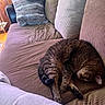 cat, tabby_cat, sleeping, curled_up, relaxed, indoor, sofa, couch, cushions, home, living_room, cozy, furniture, fur, striped_fur, pet, nap, upside_down, warm_lighting, plant