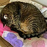 Kitty is registered to the contest to win money with this photo: cat, tabby_cat, sleeping, curled_up, pet, feline, fur, striped_fur, paws, tail, whiskers, indoors, blanket, plush_blanket, cozy, resting, nap, wooden_floor, home, cute