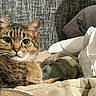cat, tabby, pet, animal, feline, green_eyes, whiskers, ears, fur, striped_fur, closeup, portrait, lying_down, relaxed, bed, blanket, bedding, couch, indoors, cozy
