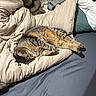 Kitty is registered to the contest to win money with this photo: cat, sleeping, tabby, pet, animal, bed, bedding, pillows, blanket, bedroom, indoor, relaxed, resting, cozy, fur, striped, sunlight, domestic_cat, cute, comfortable