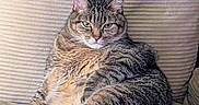 Kitty joined the competition — help win amazing prizes! cat, tabby_cat, pet, feline, animal, couch, sofa, sitting, lounging, relaxed, fur, striped_fur, whiskers, green_eyes, ears, paws, tail, indoor, home, portrait