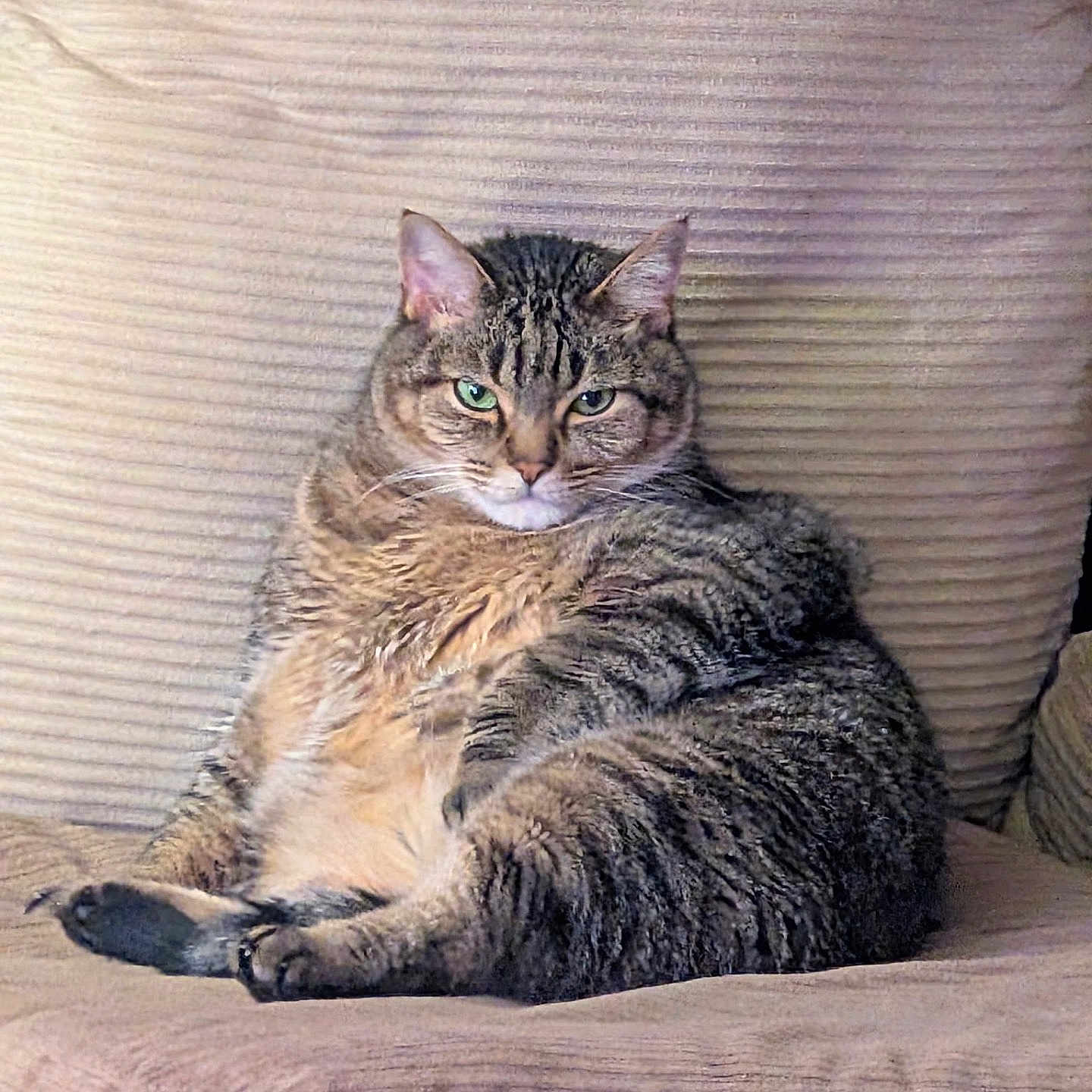 Kitty