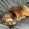 cats, two_cats, sleeping, cuddling, tabby, brown_cat, gray_cat, fur, whiskers, paws, closed_eyes, relaxed, cozy, bed, bedspread, bedding, indoors, nap, pet, animal