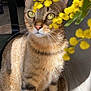 cat, tabby_cat, yellow_flowers, indoor, sunlight, curious, whiskers, ears, floor, woven_rug, closeup, pet, feline, nature, plant, greenery, domestic_animal, animal, portrait, soft_light