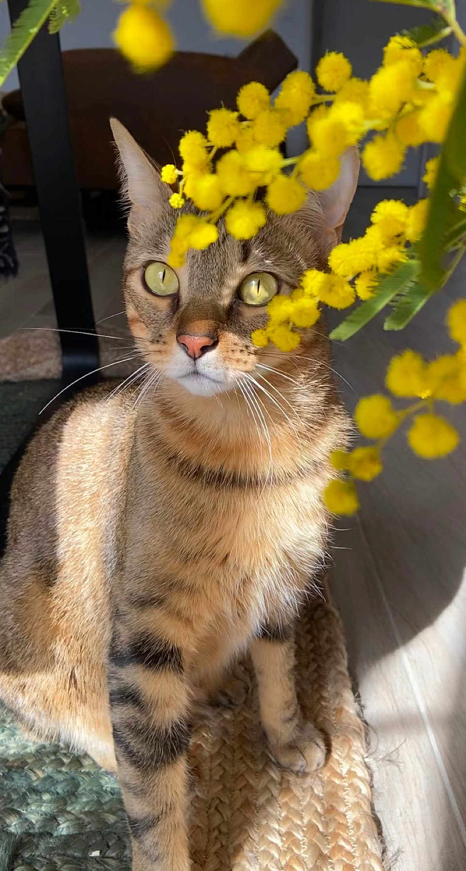 Piwi a rejoint le concours — aidez-le/la à gagner de superbes lots ! cat, tabby_cat, yellow_flowers, indoor, sunlight, curious, whiskers, ears, floor, woven_rug, closeup, pet, feline, nature, plant, greenery, domestic_animal, animal, portrait, soft_light