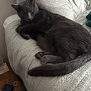 Hades is registered to the contest to win money with this photo: cat, gray_cat, pet, feline, couch, white_couch, pillow, indoor, relaxing, sleepy, fur, tail, whiskers, side_table, household_items, cozy, resting, domestic, animal, cute