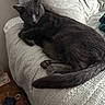 cat, gray_cat, pet, feline, couch, white_couch, pillow, indoor, relaxing, sleepy, fur, tail, whiskers, side_table, household_items, cozy, resting, domestic, animal, cute