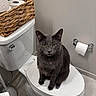 Hades joined the competition — help win amazing prizes! cat, gray_cat, toilet, bathroom, basket, toilet_paper, wall, floor, tile_floor, toilet_tank, toilet_handle, toilet_seat, pet, animal, indoor, domestic_cat, sitting, looking, feline, household