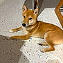 Ayko participe au concours pour gagner de l'argent avec cette photo : dog, shiba_inu, pet, puppy, floor, speckled_floor, tile, indoor, paw, ears, fur, brown_fur, black_nose, lying_down, portrait, looking_up, shadow, chair_leg, metal_leg, home