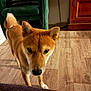 Ayko a rejoint le concours — aidez-le/la à gagner de superbes lots ! dog, shiba_inu, pet, indoor, wooden_floor, green_chair, armchair, bookshelf, cabinet, living_room, tail, paw, close_up, portrait, whiskers, ears, muzzle, curious, fur, companion