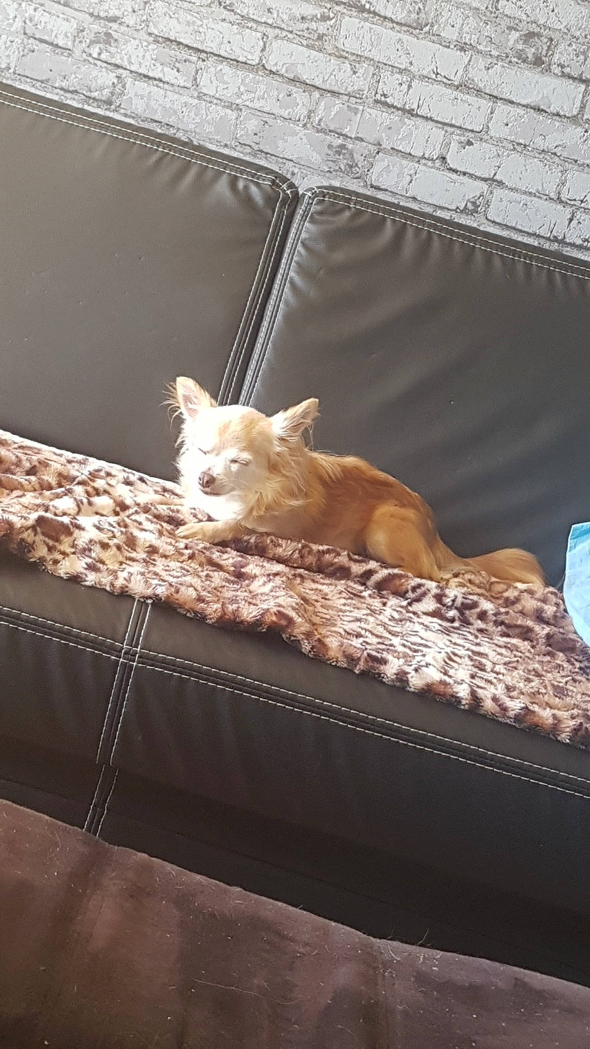 Havane participe au concours pour gagner de l'argent avec cette photo : canidae, carnivore, chihuahua, companion_dog, couch, dog, dog_breed, fawn, furniture, non_sporting_group, pembroke_welsh_corgi, room, toy_dog, welsh_corgi