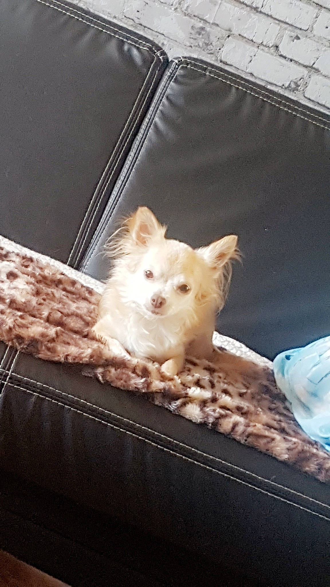 Havane participe au concours pour gagner de l'argent avec cette photo : american_eskimo_dog, canidae, carnivore, cat, companion_dog, dog, dog_breed, fawn, felidae, japanese_spitz, non_sporting_group, pomeranian, puppy, spitz, toy_dog, volpino_italiano, west_highland_white_terrier, whiskers