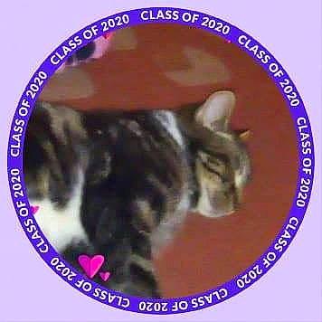 Tilly joined the competition — help win amazing prizes! carnivore, cat, cat_supply, domestic_short_haired_cat, ear, felidae, font, fur, grass, mammal, organism, paw, pet_supply, photo_caption, small_to_medium_sized_cats, snout, tail, terrestrial_animal, vertebrate, whiskers