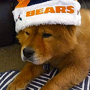 Maggie joined the competition — help win amazing prizes! dog, brown_fur, hat, beanie, text, couch, pillow, pattern, indoor, pet, animal, resting, close_up, cute, cozy, winter_hat, relaxed, home, mammal, fur