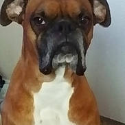Scrappy Doo is registered to the contest to win money with this photo: dog, brown, white, indoor, pet, canine, boxer, fur, ears, face, animal, mammal, portrait, closeup, floor, background, expression, looking, sitting, companion