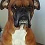 dog, brown, white, indoor, pet, canine, boxer, fur, ears, face, animal, mammal, portrait, closeup, floor, background, expression, looking, sitting, companion