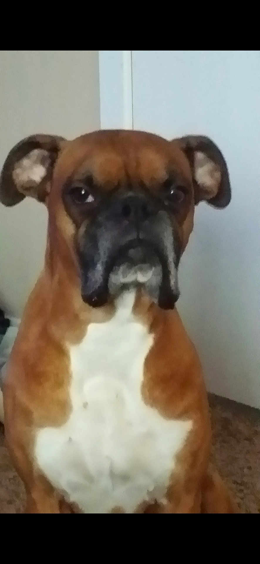 Scrappy Doo is registered to the contest to win money with this photo: dog, brown, white, indoor, pet, canine, boxer, fur, ears, face, animal, mammal, portrait, closeup, floor, background, expression, looking, sitting, companion
