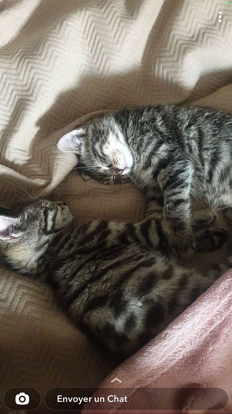 Minji participe au concours pour gagner de l'argent avec cette photo : bed, carnivore, cat, claw, comfort, couch, domestic_short_haired_cat, felidae, fur, grey, mammal, nap, paw, sleep, small_to_medium_sized_cats, snout, tail, vertebrate, whiskers, wood