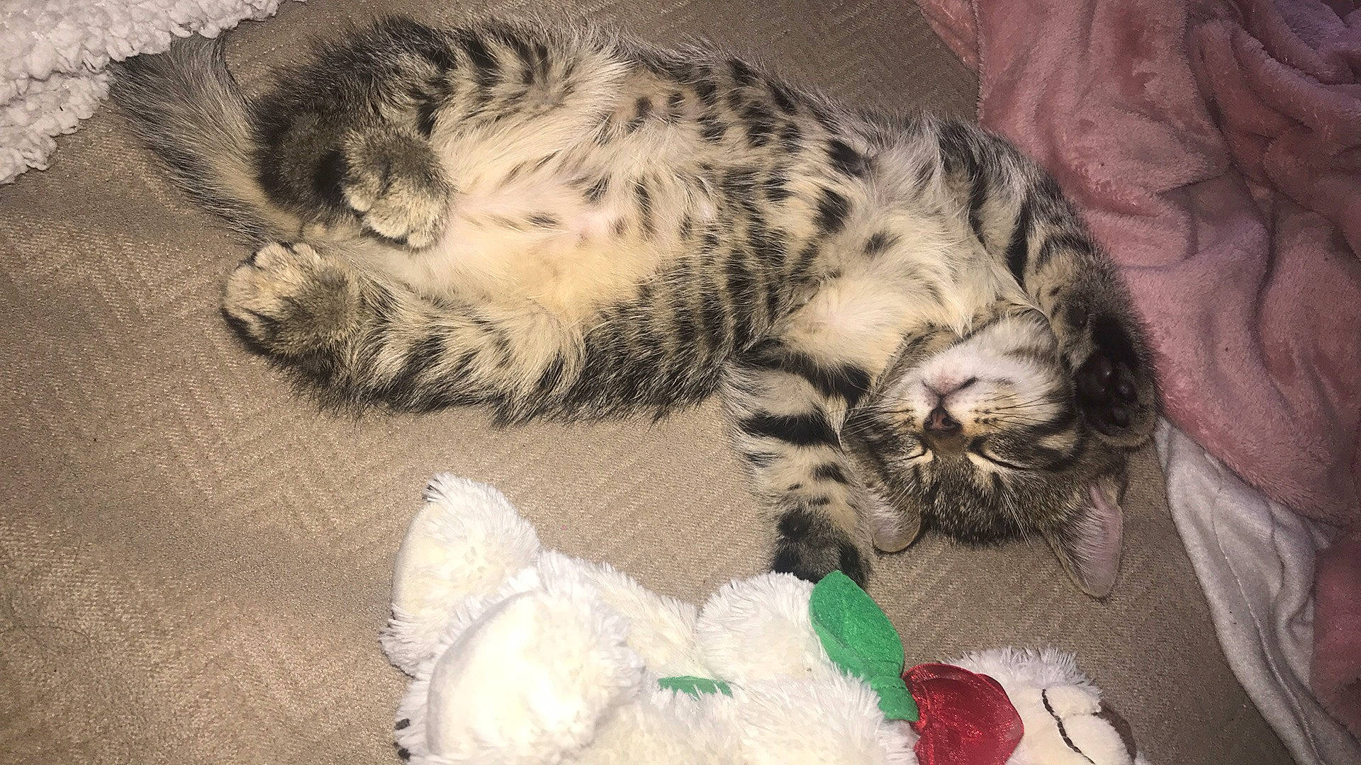 Minji a rejoint le concours — aidez-le/la à gagner de superbes lots ! big_cats, carnivore, cat, claw, comfort, domestic_short_haired_cat, felidae, fur, mammal, nap, paw, sleep, small_to_medium_sized_cats, snout, tail, terrestrial_animal, toy, vertebrate, whiskers