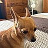 dog, small_dog, tan_dog, bed, quilted_blanket, ears, indoor, furniture, dresser, fan, pet, animal, cute, side_view, close_up, resting, expression, cozy, home, domestic