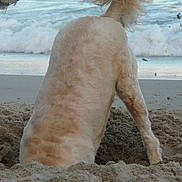 Puccini participe au concours pour gagner de l'argent avec cette photo :